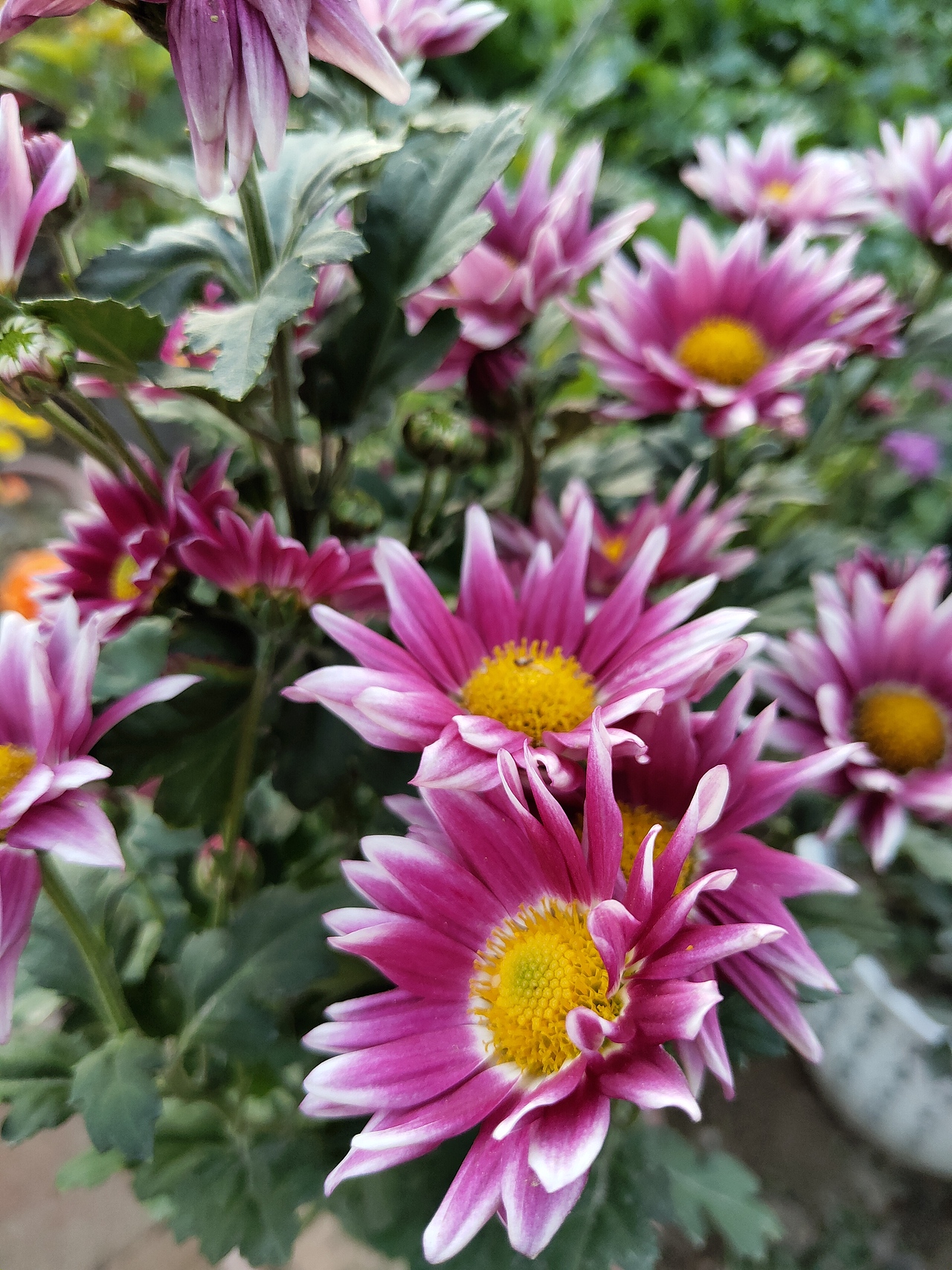 【魅族16手机随拍】秋菊暗香