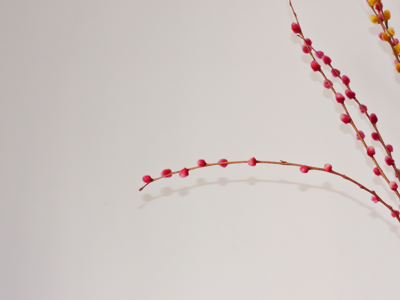 春（图ZNDE3OTQ1MDg=） - 产品摄影 - 站酷设计师Audioneon原创素材 - 站酷ZCOOL