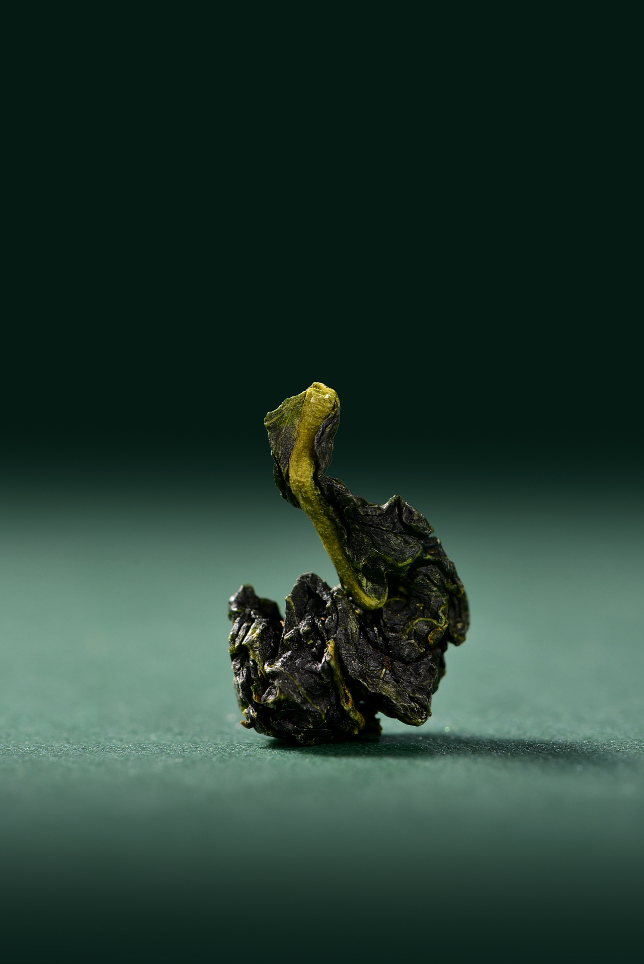 清香型铁观音。打开后，兰花香扑鼻而来。（图ZMjU4MTM1Nzg0） - 产品摄影 - 站酷设计师漫渡拾光产品摄影原创素材 - 站酷ZCOOL