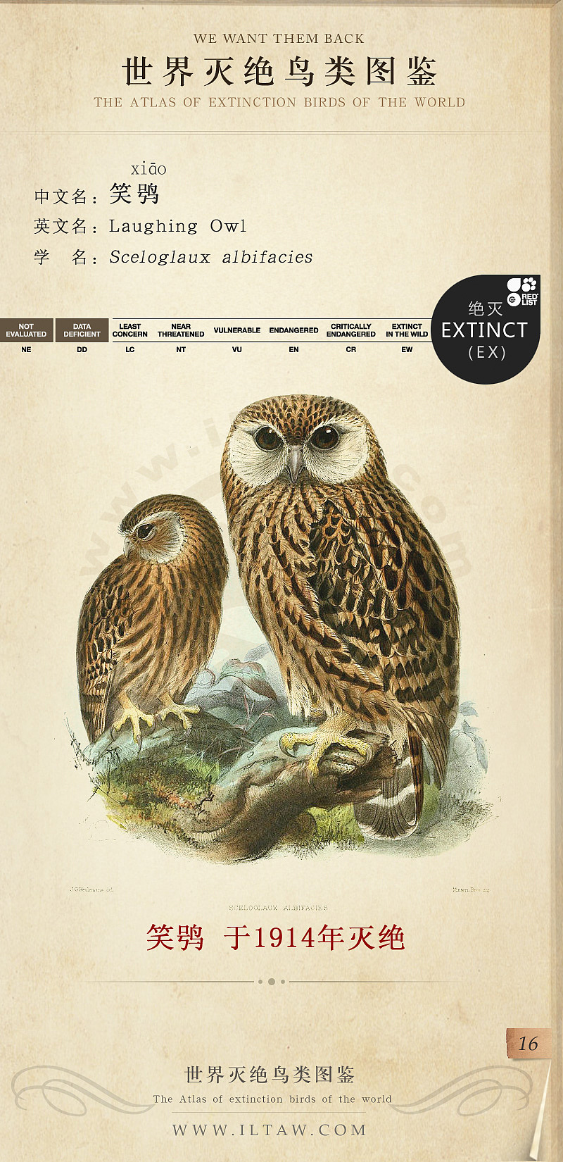 世界灭绝鸟类图鉴(节选)