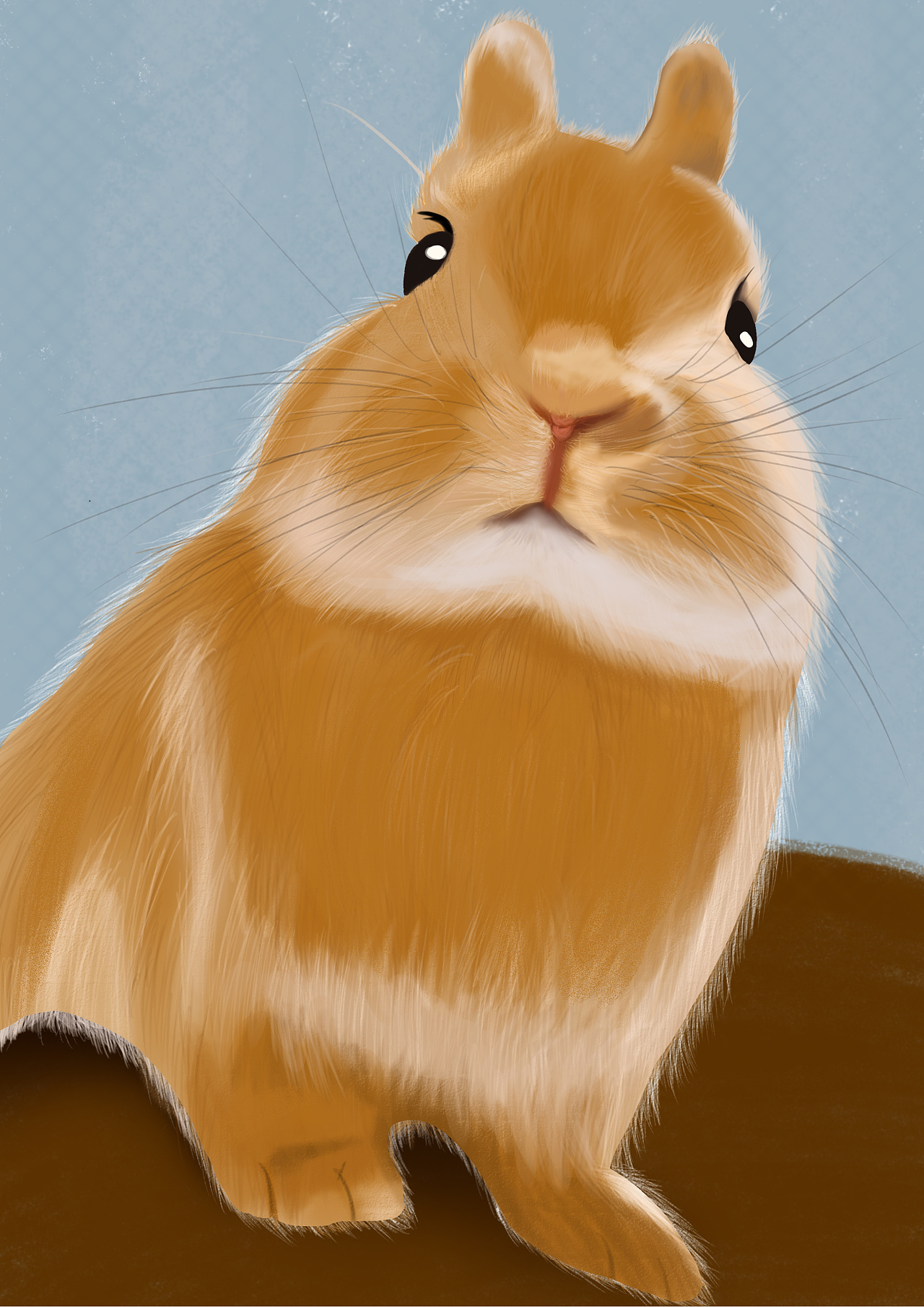 插画动物-(荷兰侏儒兔)