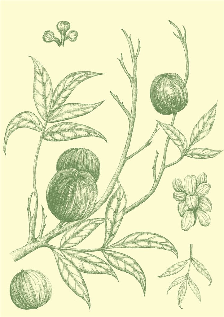 植物插画（图ZNDI1NDE2ODg=） - 商业插画 - 站酷设计师Vania2014原创素材 - 站酷ZCOOL