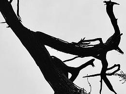 金鸽子设计师原创作品