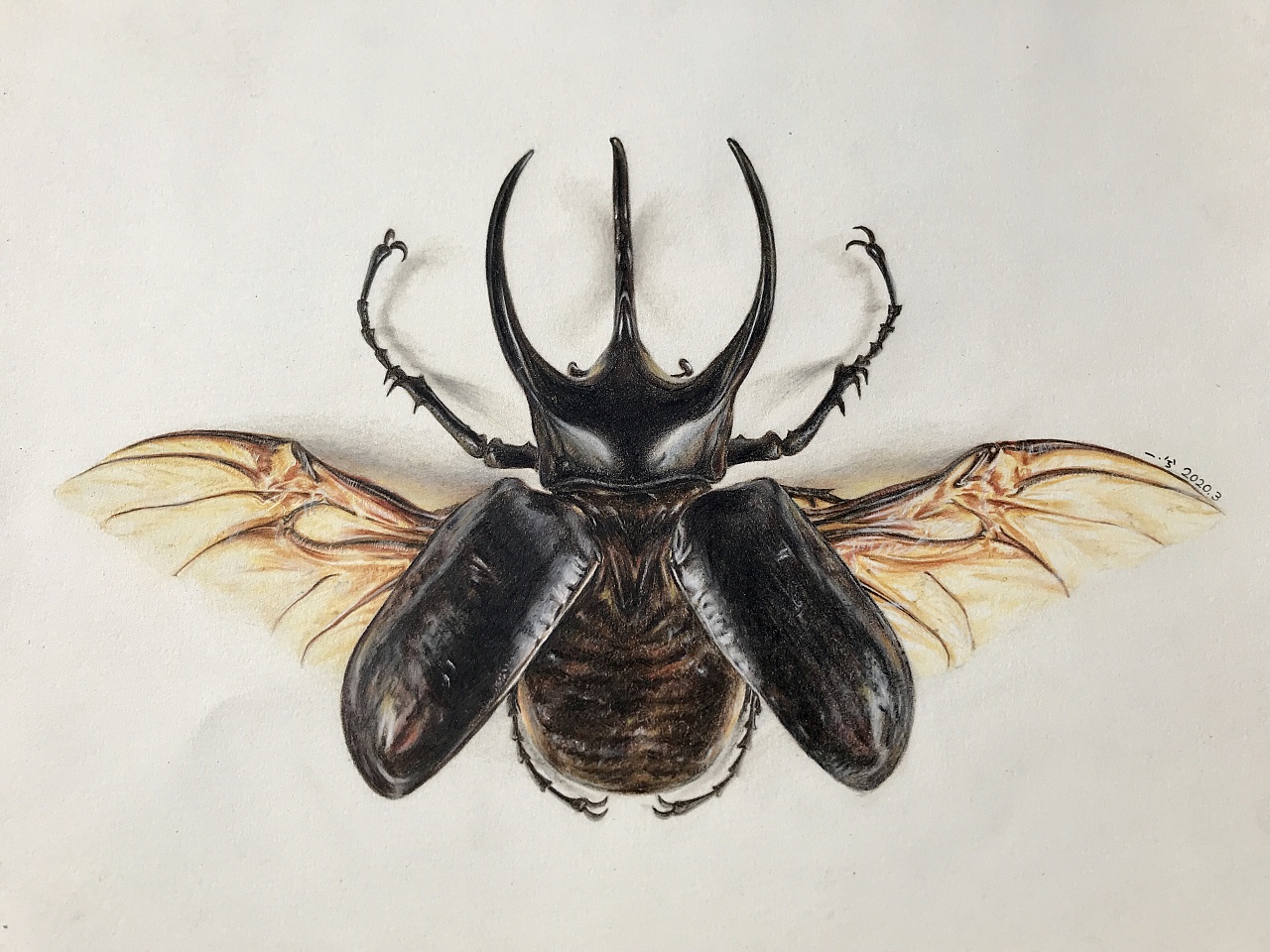 彩铅练习·南洋大兜虫