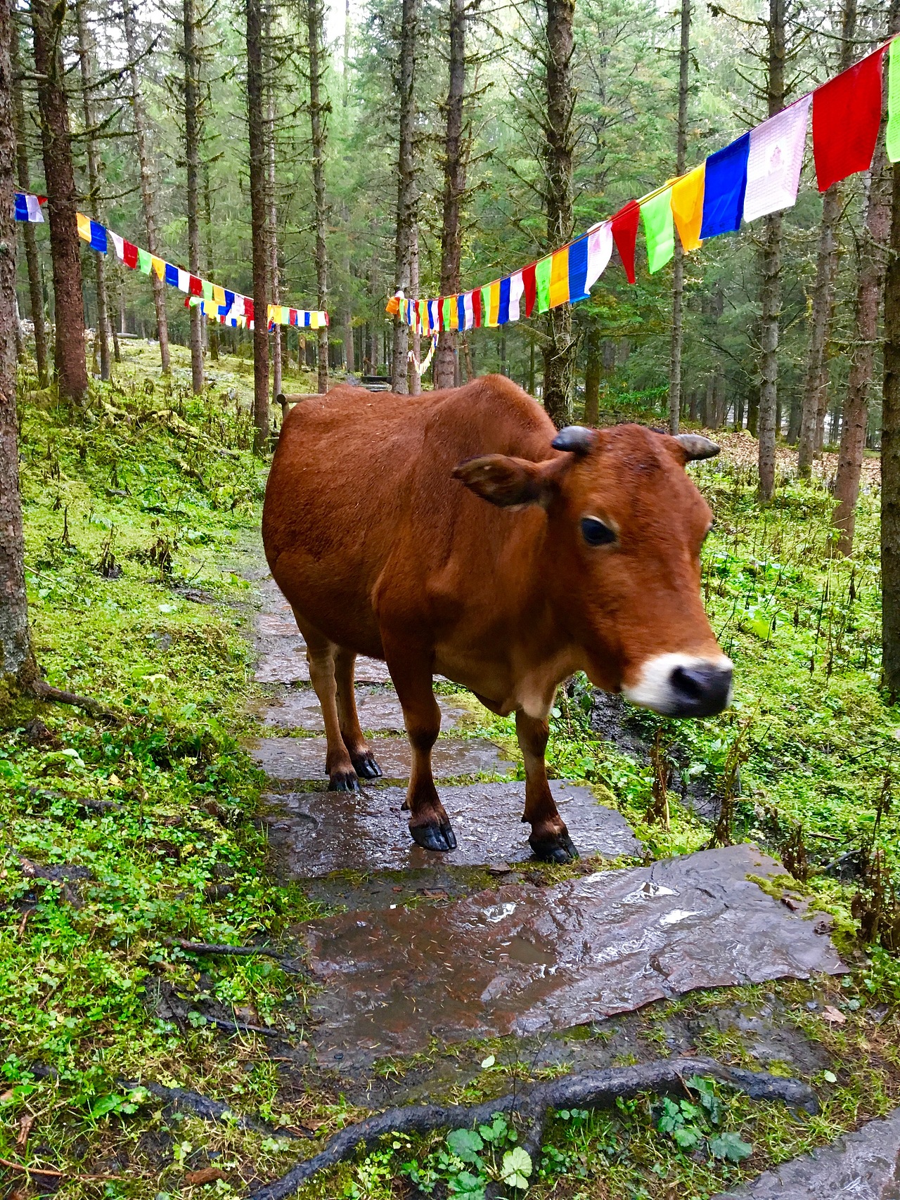 神木垒（图ZNjAzMDU4NjQ=） - 风光摄影 - 站酷设计师阿月_Vv原创素材 - 站酷ZCOOL