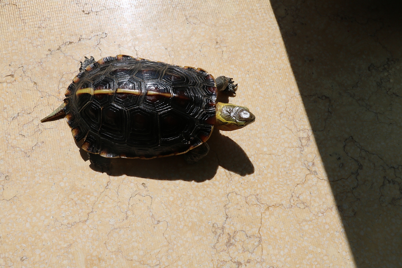 国家二级保护动物黄缘闭壳龟