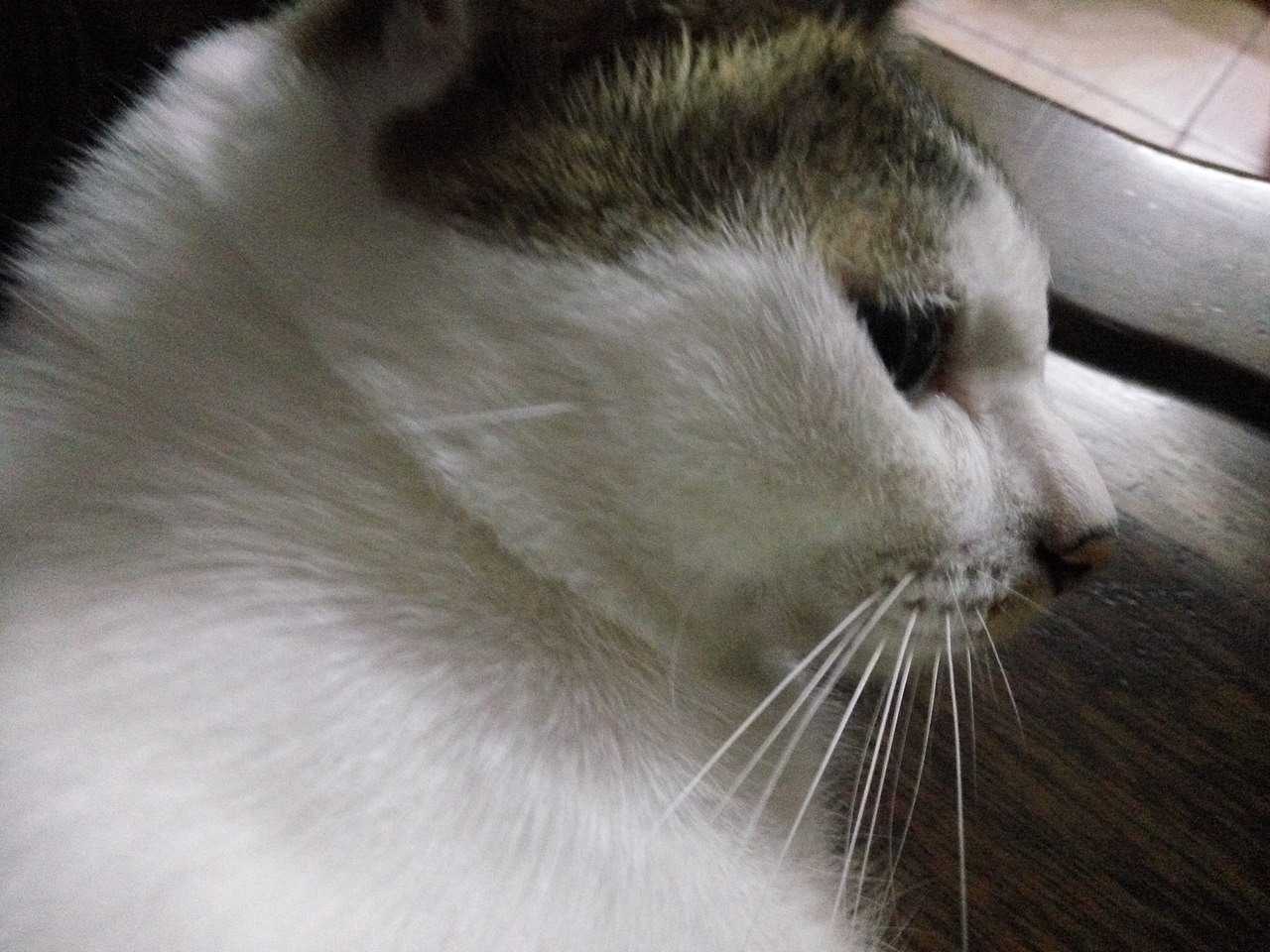 拍猫集01（图ZMTM0MDY0NTg0） - 宠物摄影 - 站酷设计师嘟嘟2019原创素材 - 站酷ZCOOL