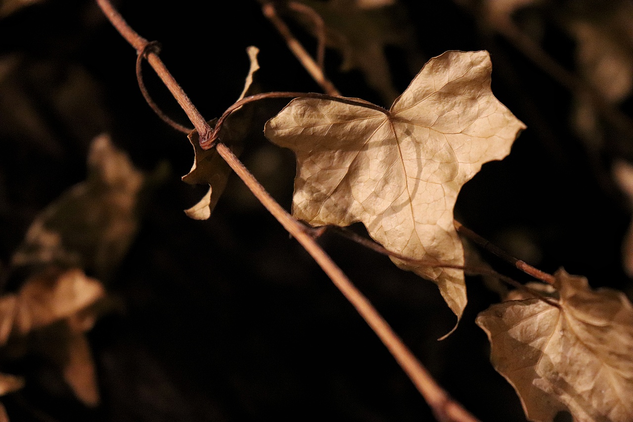 冬已至，却感秋未去。