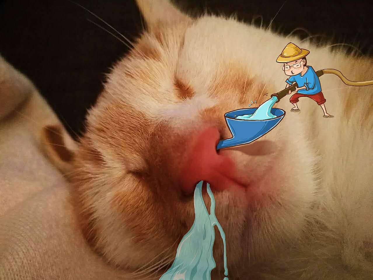 喵大人与小贱奴的日常