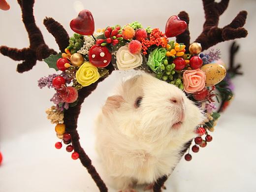 豚鼠婆婆的小宝贝