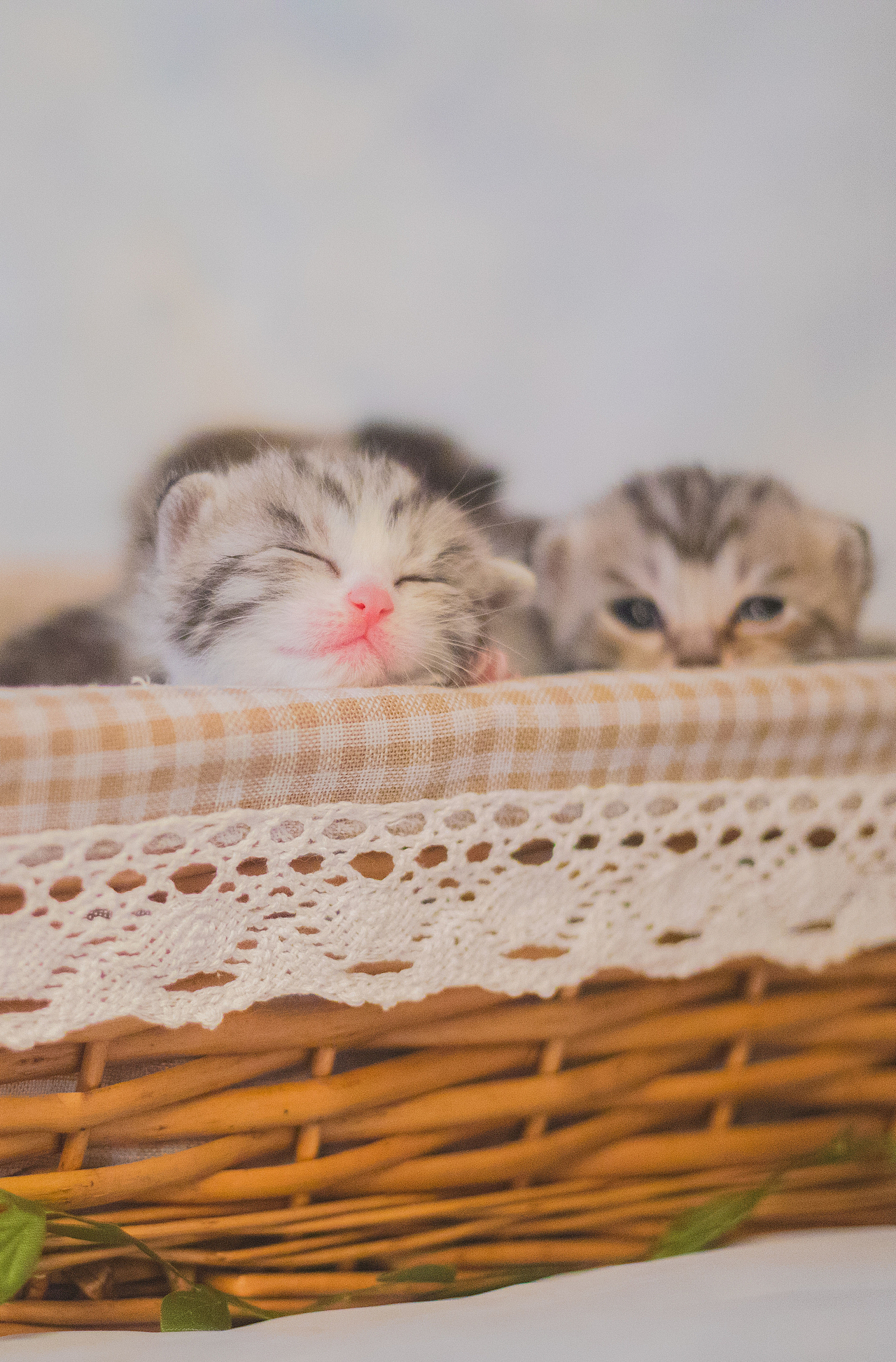 奶猫们的两周睁眼纪念照（图ZMTE1NzI1OTcy） - 宠物摄影 - 站酷设计师懒惰的胡奇奇原创素材 - 站酷ZCOOL