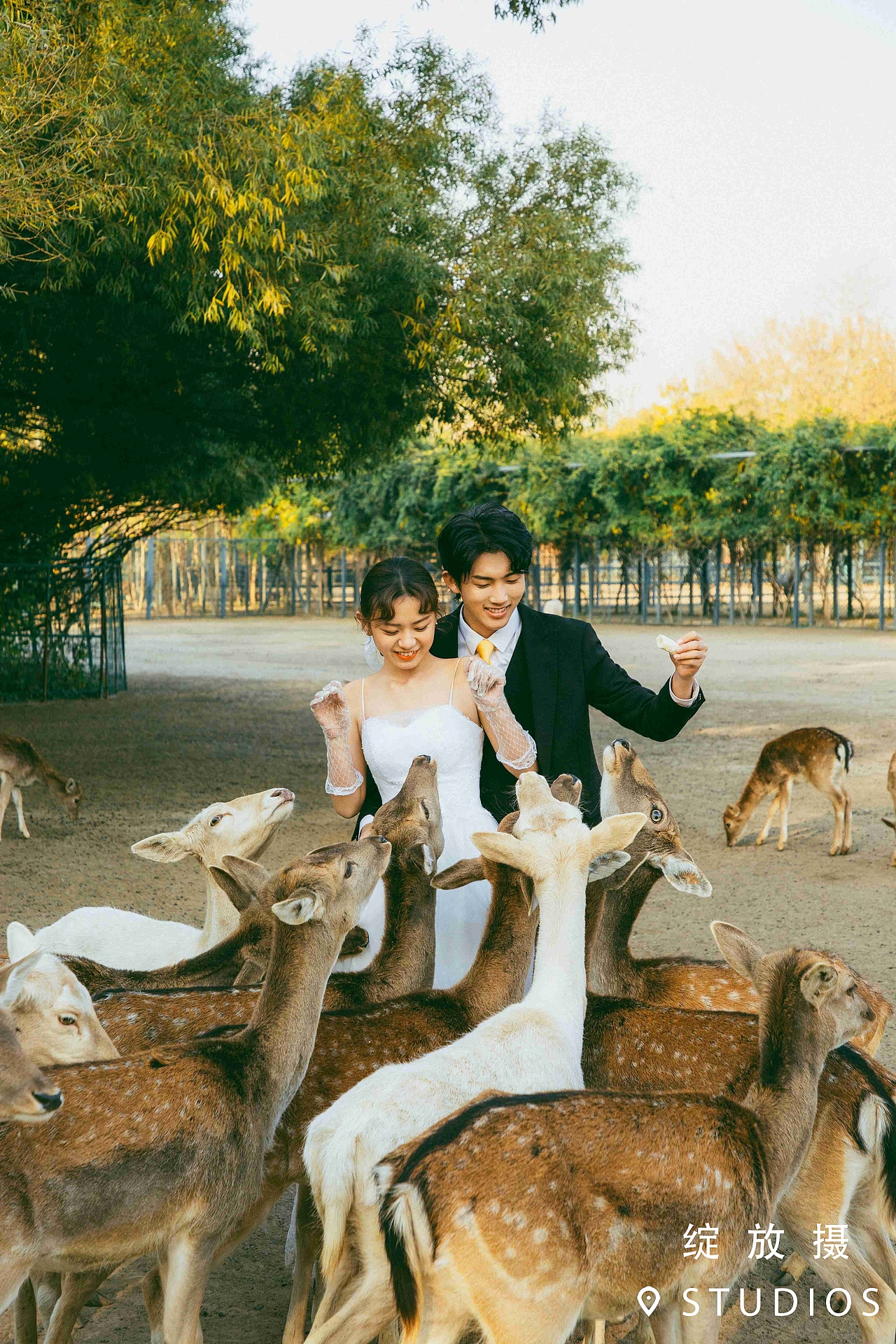 绿植和麋鹿 | 清新文艺婚纱照