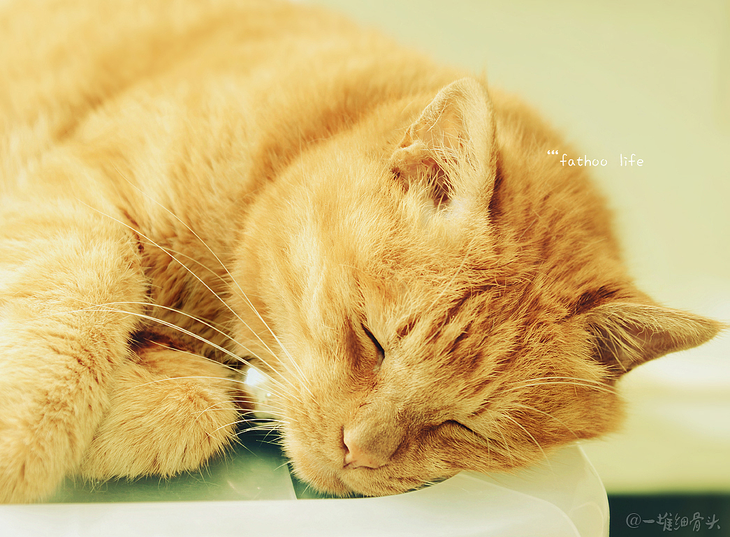 胖虎的日常（一）消魂睡姿集锦（图ZNTM1NTk2MzI=） - 宠物摄影 - 站酷设计师baggiokiva原创素材 - 站酷ZCOOL