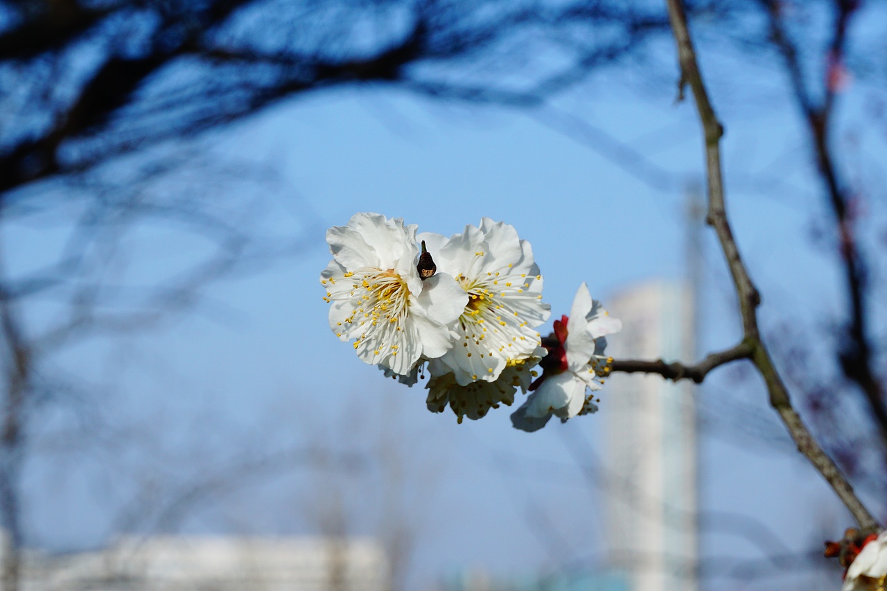 那年闲逛的玄武湖