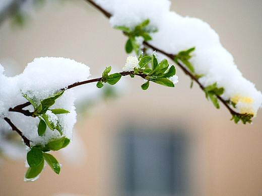【4月5日】春芽覆雪图