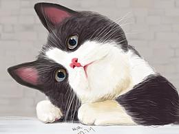 猫猫的日常萌姿