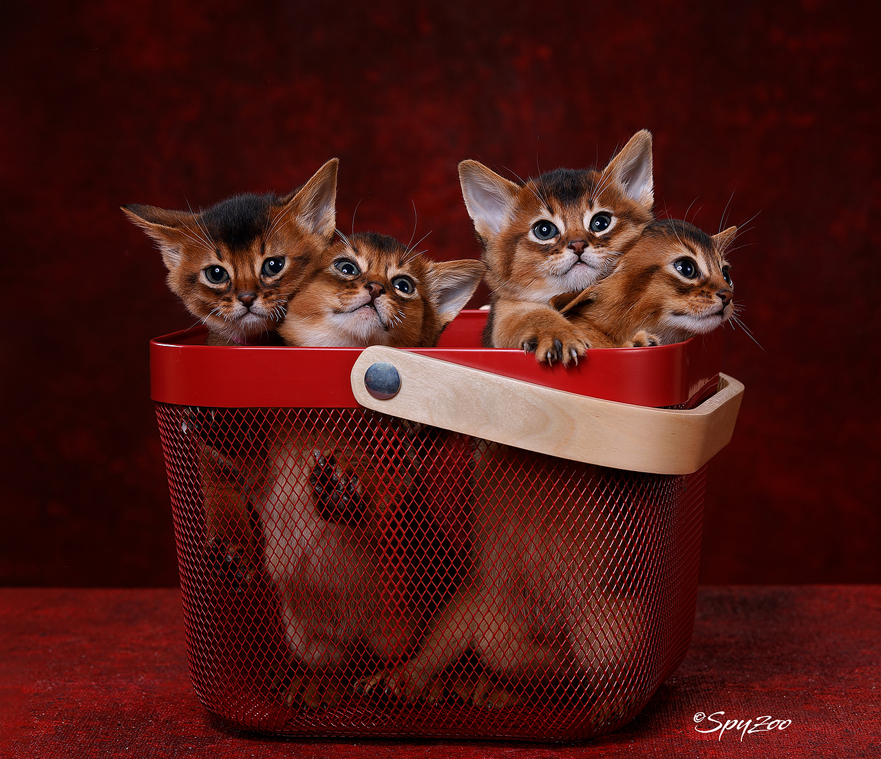 從聖誕拍到春節一個月中的貓賽拍攝（图ZMTkzODE5Mjcy） - 宠物摄影 - 站酷设计师spyzoo原创素材 - 站酷ZCOOL