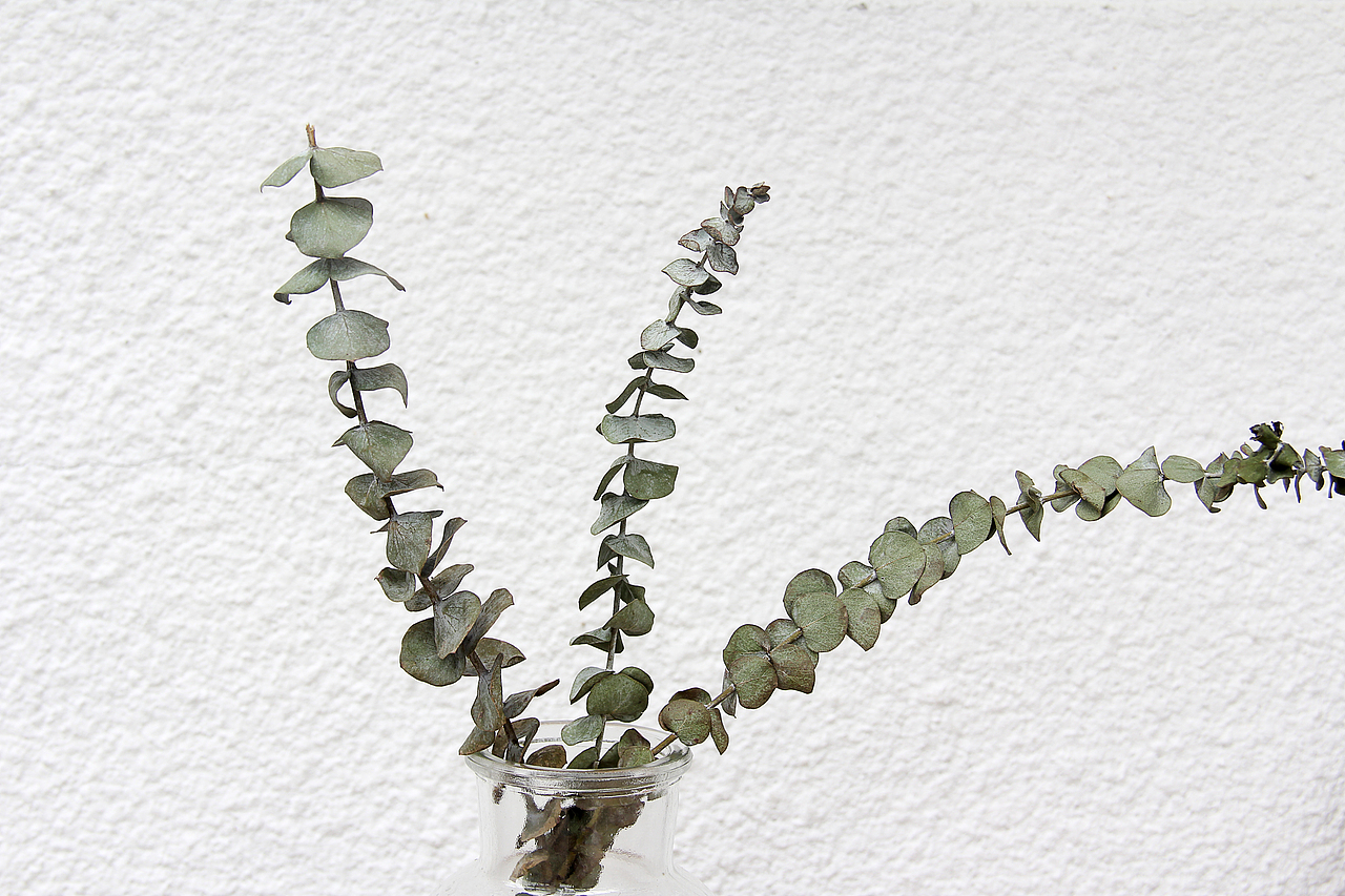 #客片# ins风花瓶 小白瓶 小棕瓶 尤加利叶（图ZMTE0MzQ2MjA4） - 产品摄影 - 站酷设计师竹子Moment原创素材 - 站酷ZCOOL