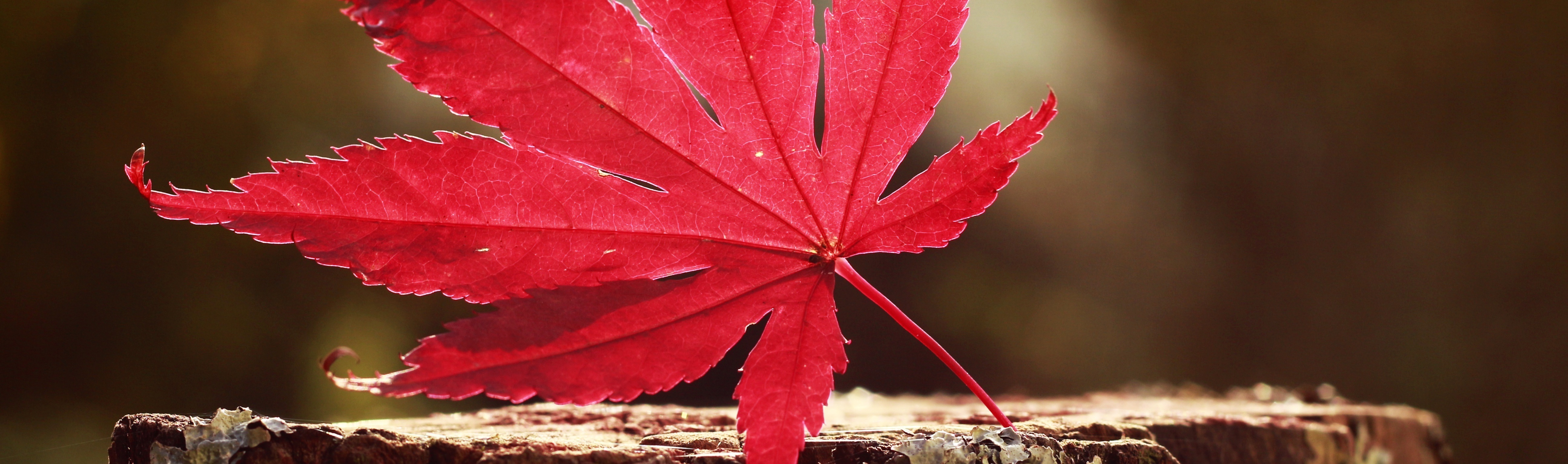 任秋洁的个人主页（封面预览） - 主页封面设置 - 站酷设计师任秋洁原创素材 - 站酷ZCOOL