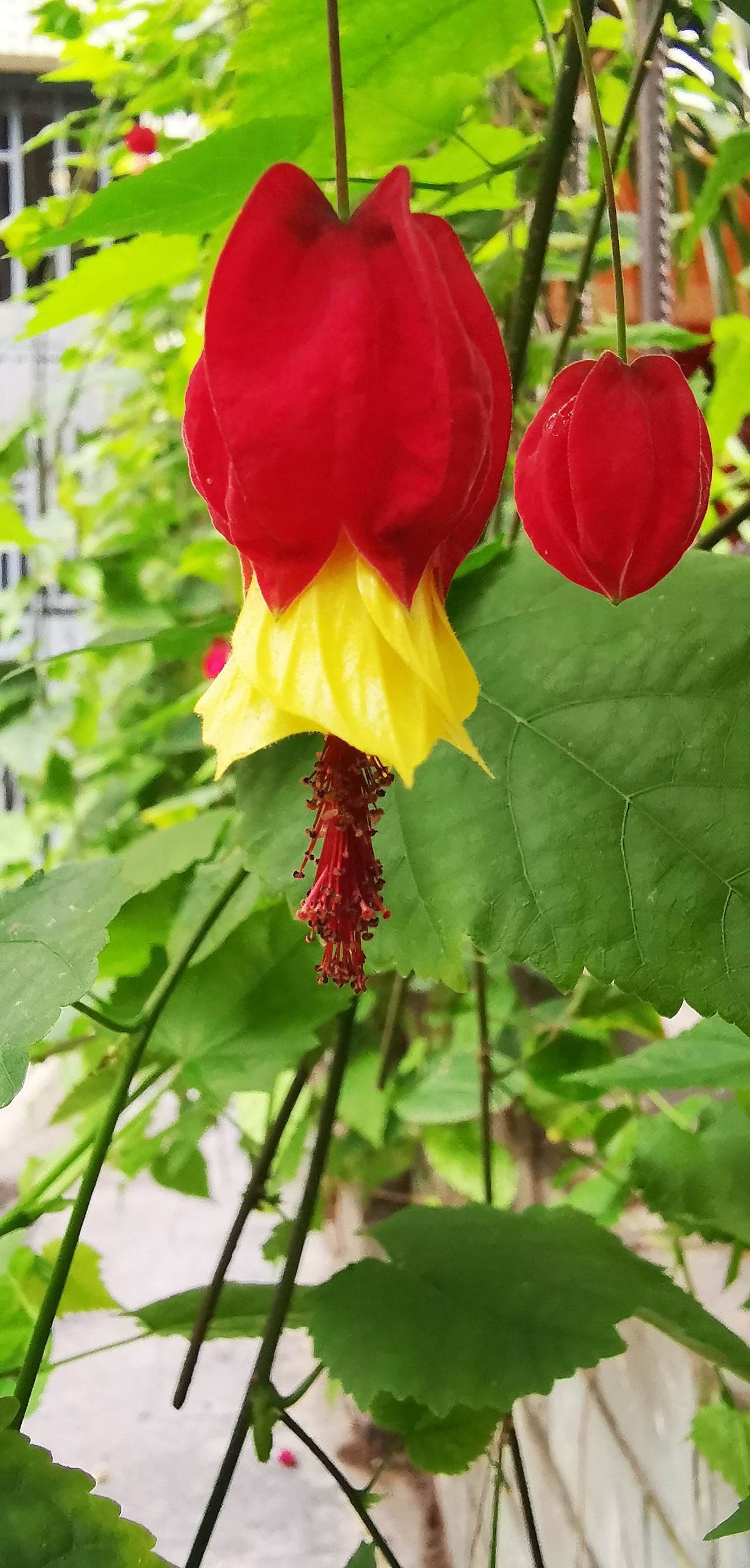 秋分后的花花草草