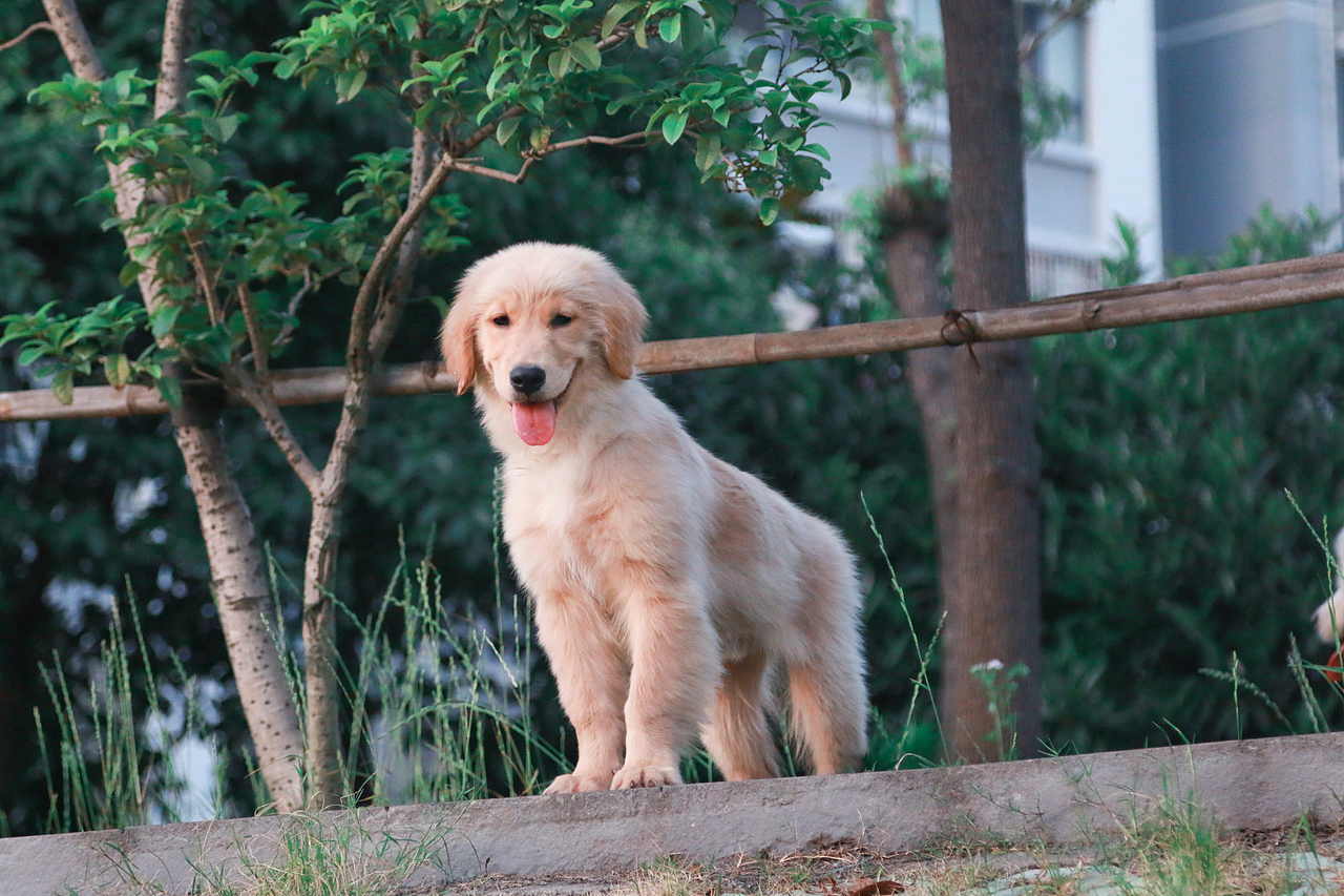 我的宠物们（图ZODA2OTcyODg=） - 宠物摄影 - 站酷设计师大郭2497原创素材 - 站酷ZCOOL