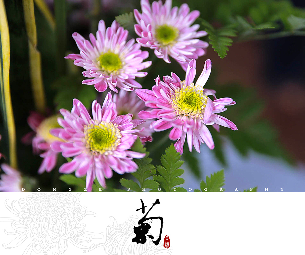 【東泽视觉】福建省第五届菊花展以及莆田市第七届盆景展