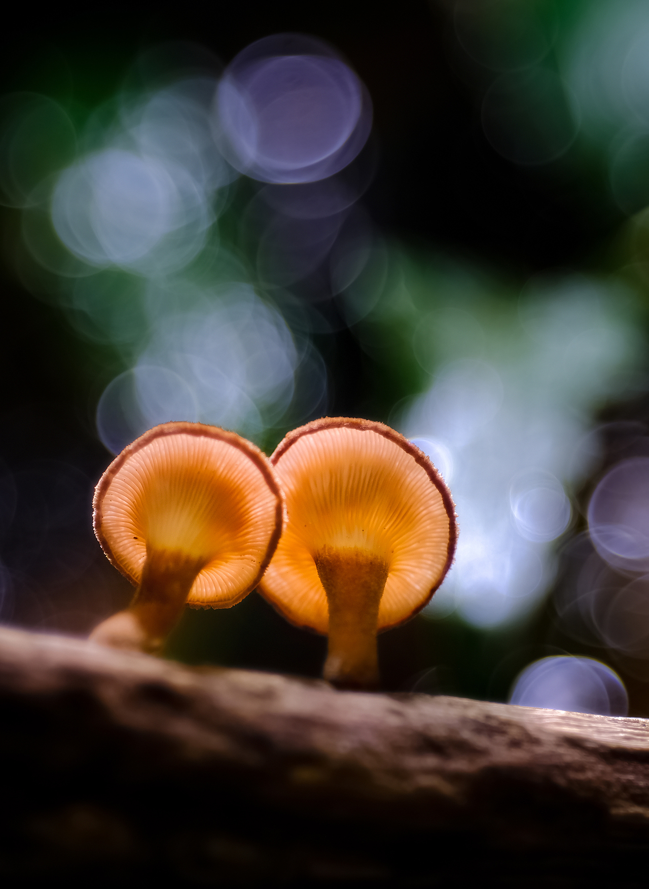 昆虫花语（图ZMTU3ODg2MTUy） - 风光摄影 - 站酷设计师瓜哥微距摄影原创素材 - 站酷ZCOOL