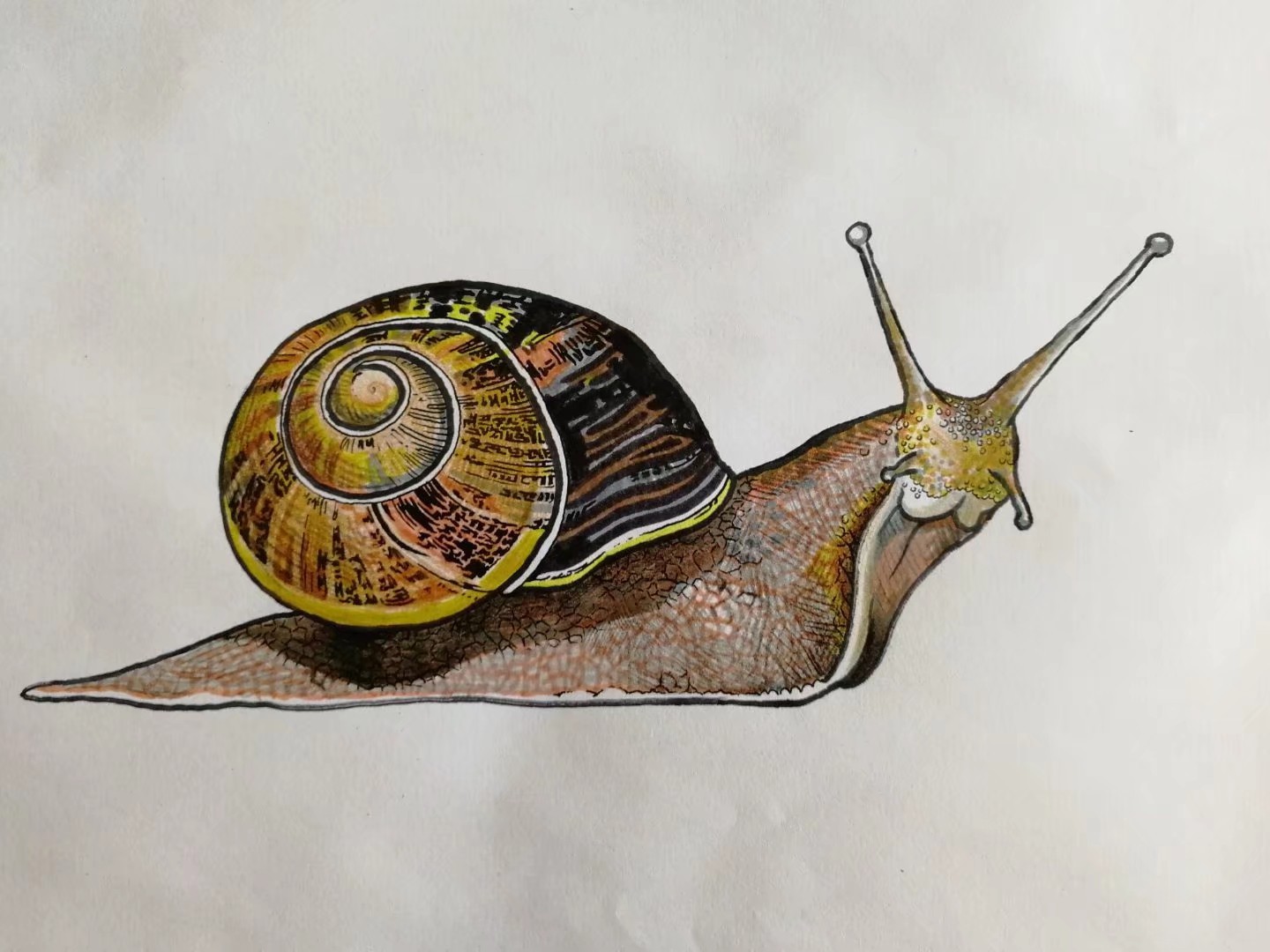彩铅画-《蜗牛》|纯艺术|彩铅|GR一笔一画 - 原创作品 - 站酷 (ZCOOL)