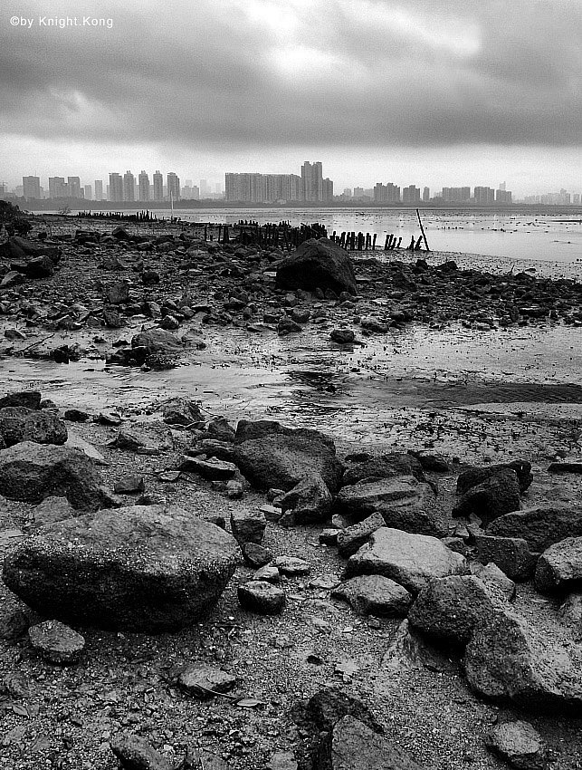 深圳红树林,最后的城市湿地鸟儿的天堂,环境不断恶化着!