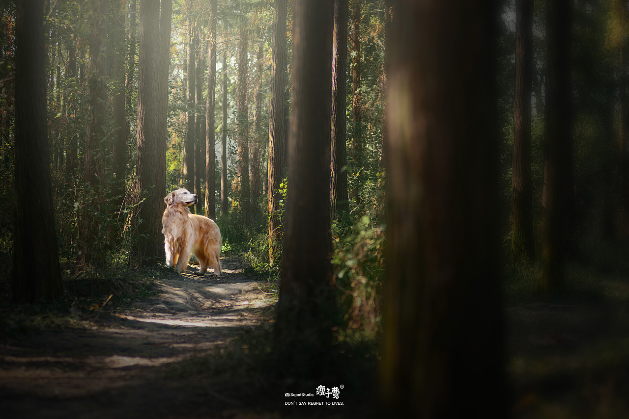 #瘦子费宠物摄影#（图ZMjQyMjY0OTQw） - 宠物摄影 - 站酷设计师瘦子费原创素材 - 站酷ZCOOL