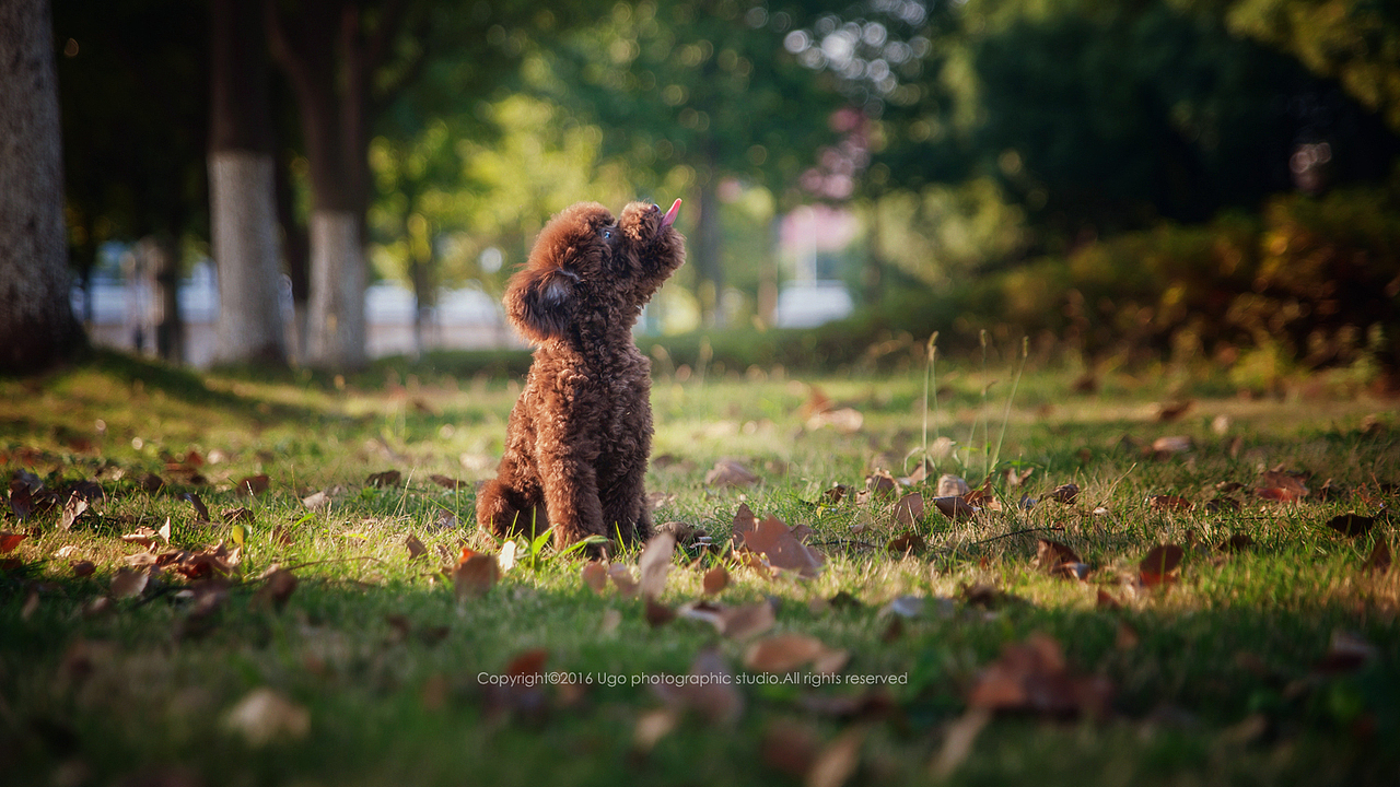 The sounds of silence【动物摄影师何某某个人作品6】（图ZNDQ2NjE1NzI=） - 宠物摄影 - 站酷设计师超级何某某原创素材 - 站酷ZCOOL