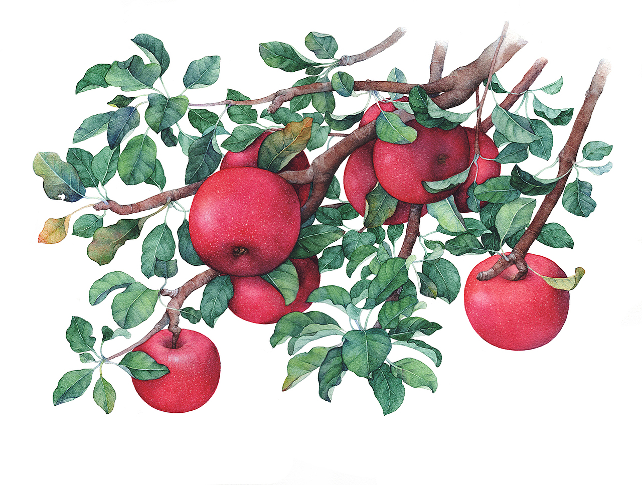 秋实|插画|商业插画|苏木_summer_原创作品-站酷zcool