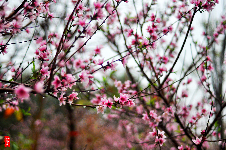 2014春·深圳大学桃花朵朵（图ZMTQwOTUwNTY=） - 风光摄影 - 站酷设计师szuedu2005原创素材 - 站酷ZCOOL