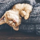 尛猫的头像