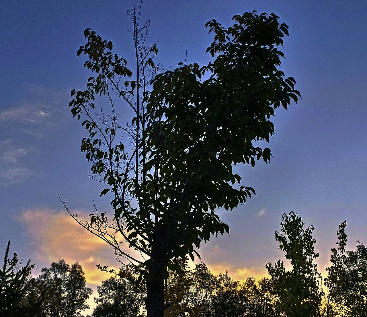 连树都是爱我的形状耶