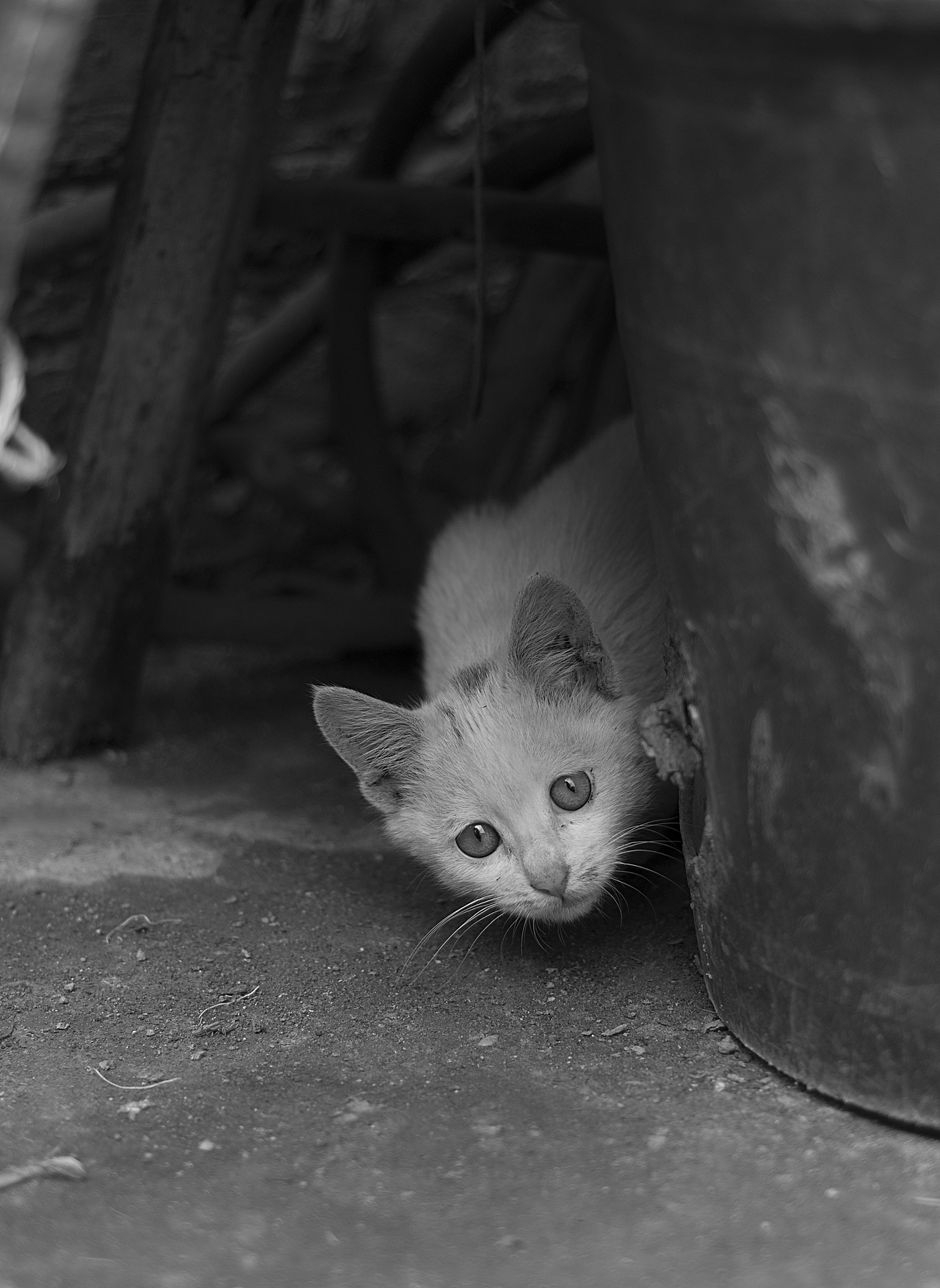 来自乡下的文艺——猫姐(>^ω^<)!!