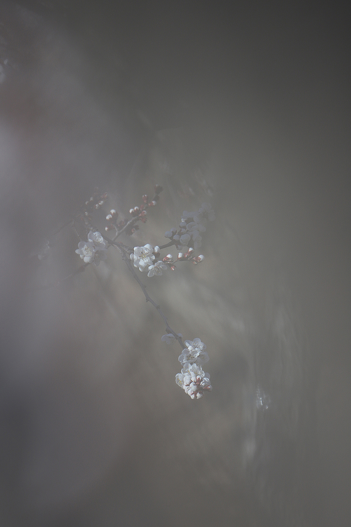 悄然而至的春天