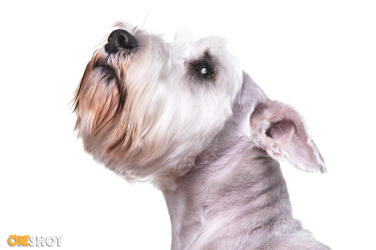 一些宠物棚拍肖像