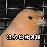 龙阳公子的头像