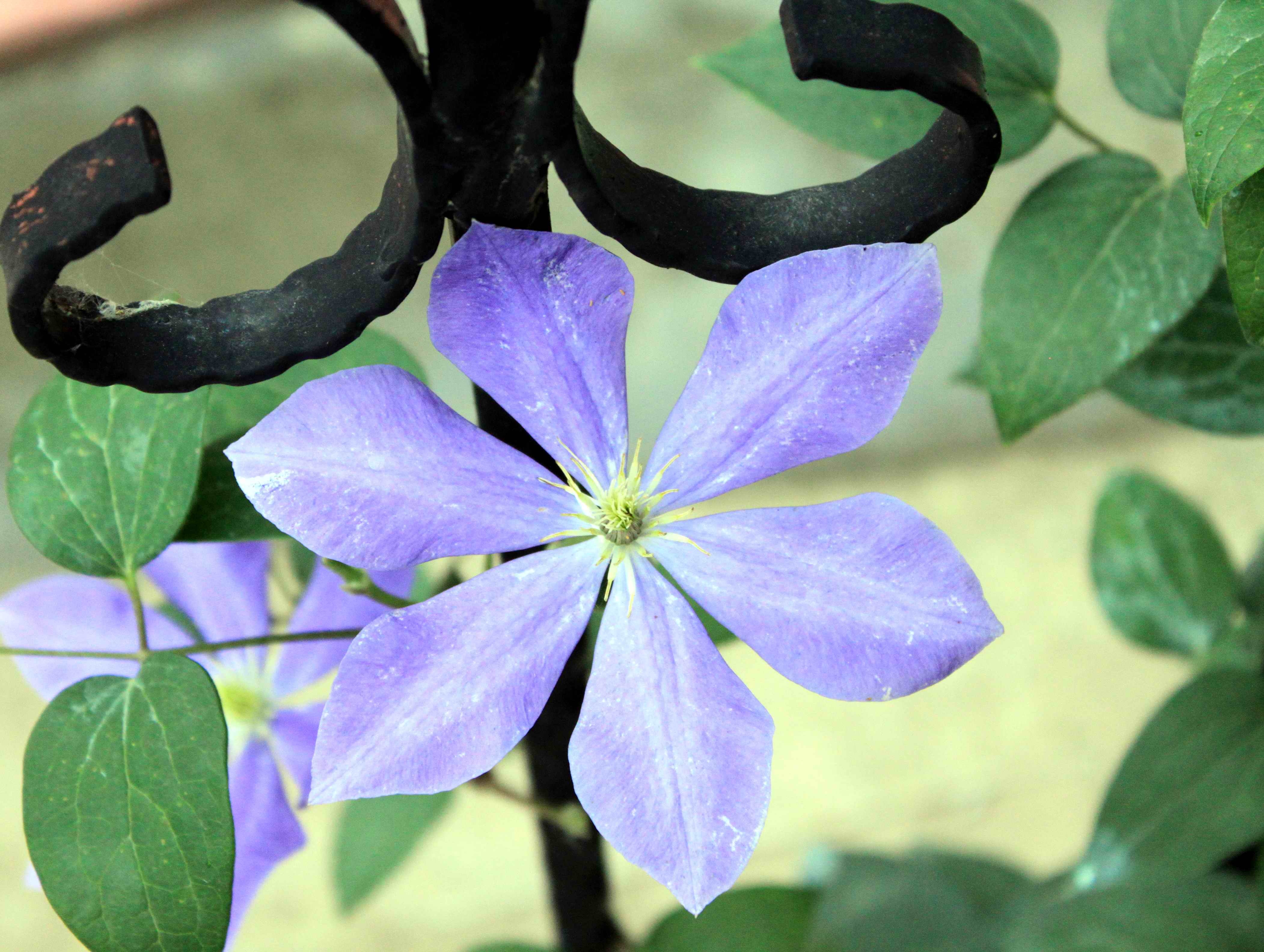 铁线莲——富士蓝(藤娘)
