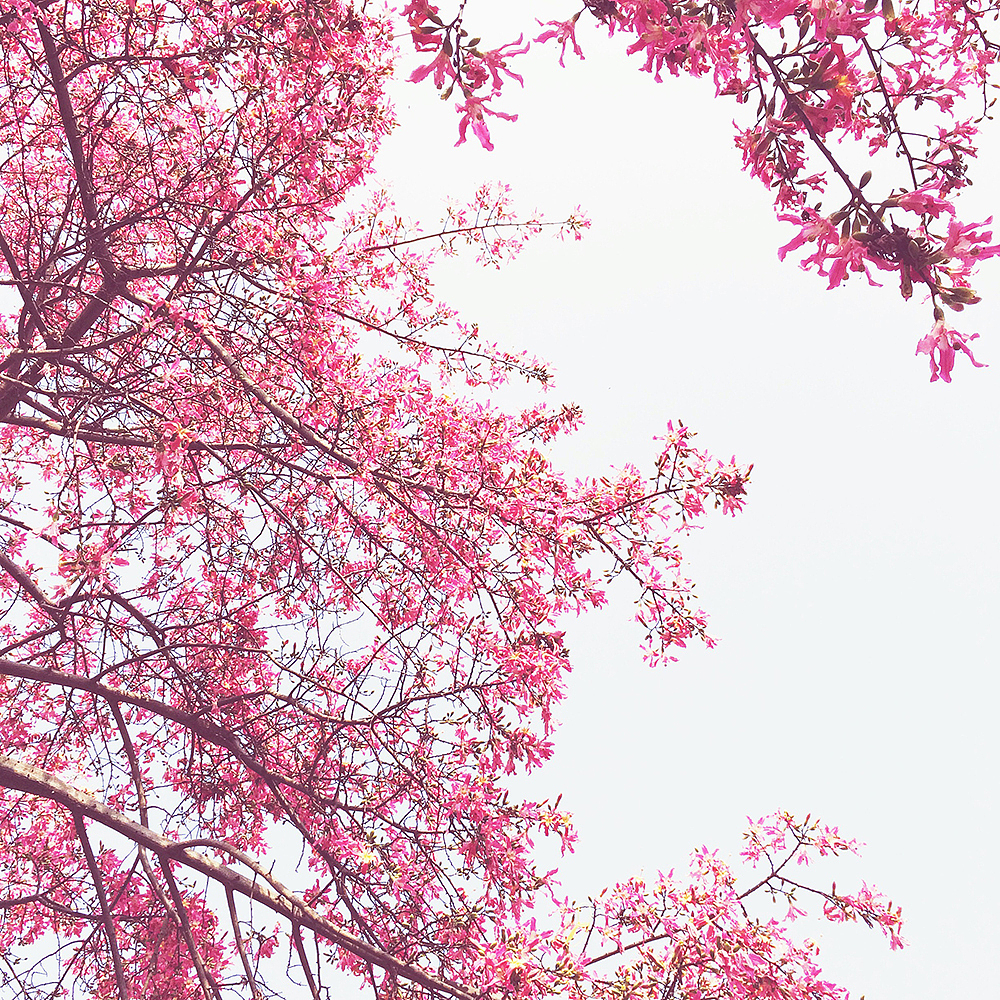 开得好灿烂..（图ZMjU0NzY1MDQ=） - 风光摄影 - 站酷设计师KIKI7_原创素材 - 站酷ZCOOL