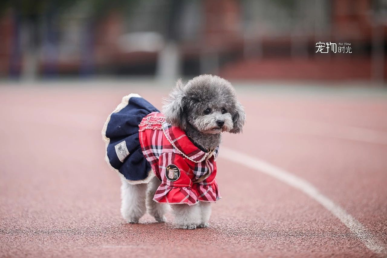 华农宠物嘉年华的小可爱们（图ZMTQwNzQzNzMy） - 宠物摄影 - 站酷设计师宠物时光原创素材 - 站酷ZCOOL