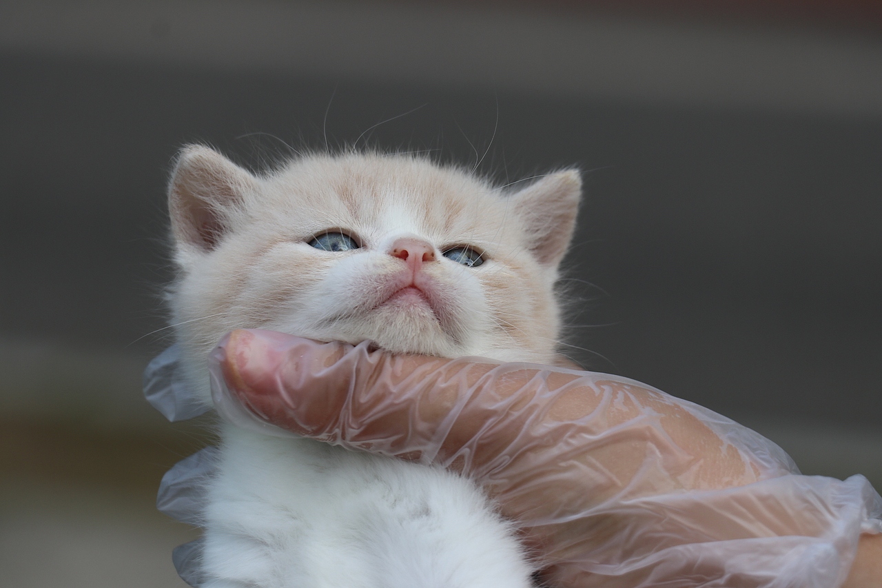 英国短毛猫黄色0502英短乳白公蛋黄27day410g