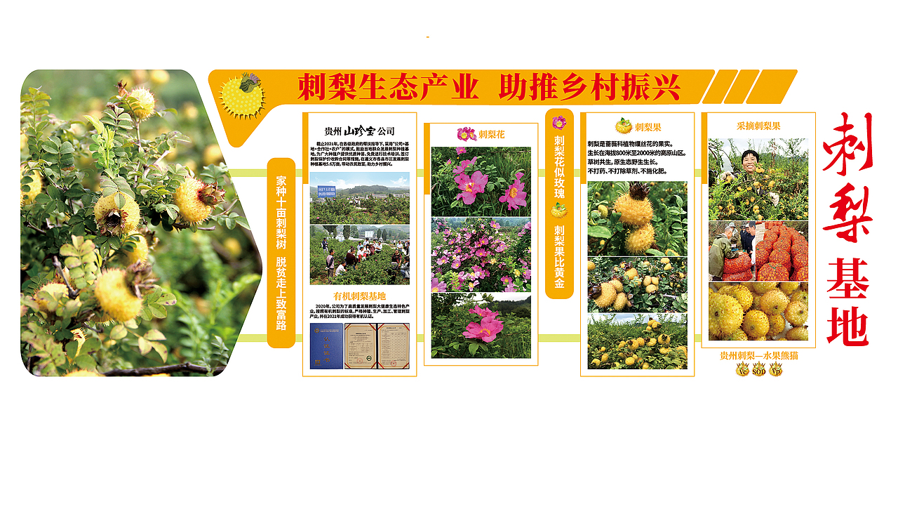 贵州刺梨 水果熊猫 展厅文化