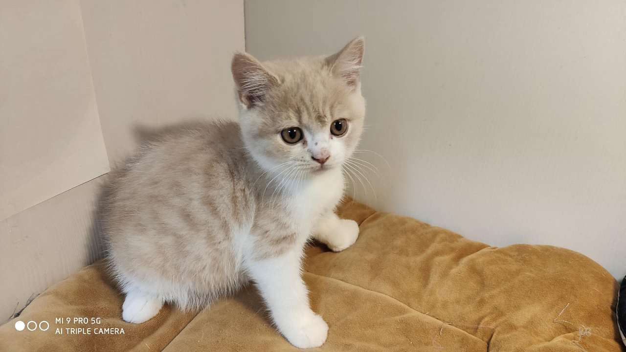 橘猫144-英短-乳白-公-五粉-白脖圈