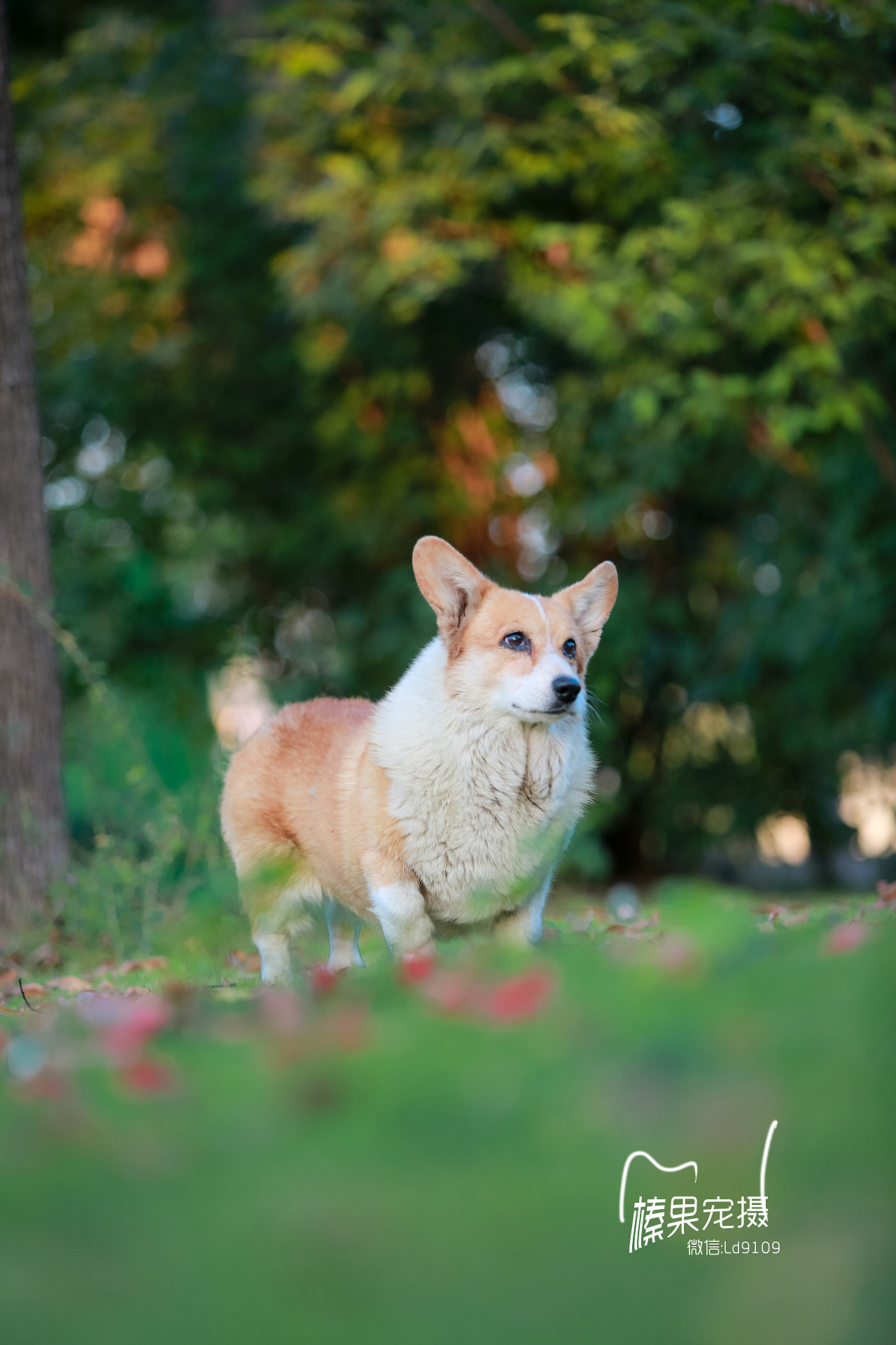 一只老柯基犬|摄影|动物|向镜 - 原创作品 - 站酷 (zcool)