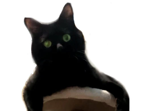 叛逆的白貓?jiān)诳茨悖▊€(gè)人主頁-ZNTczOTE3NTI=） - 人物/生物 - 站酷設(shè)計(jì)師樂98原創(chuàng)素材 - 站酷ZCOOL