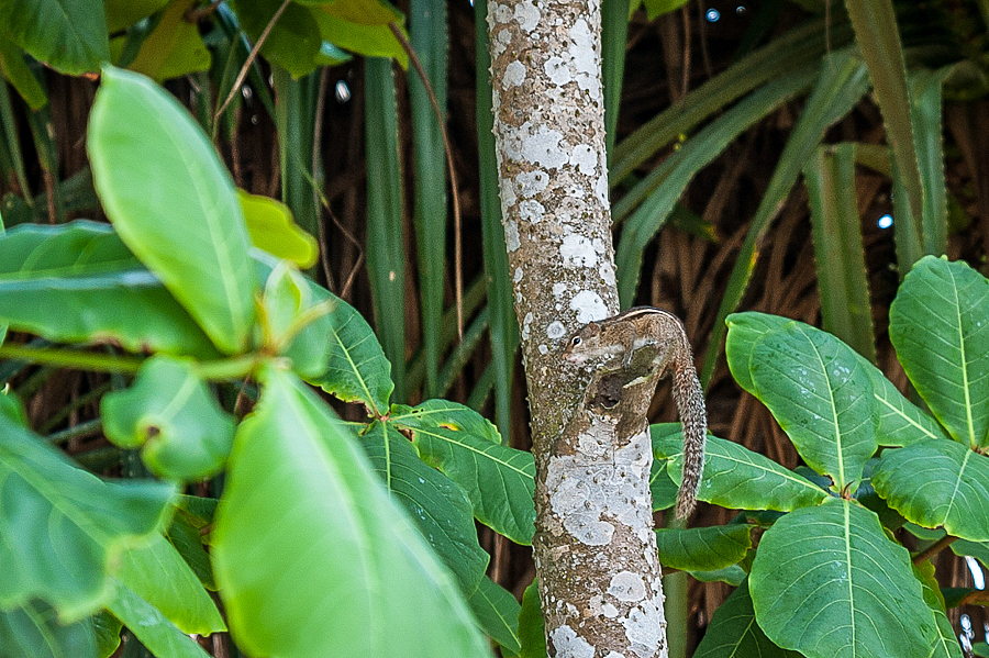 清晨Mirissa（图ZNDExNTIyNzY=） - 风光摄影 - 站酷设计师janction原创素材 - 站酷ZCOOL