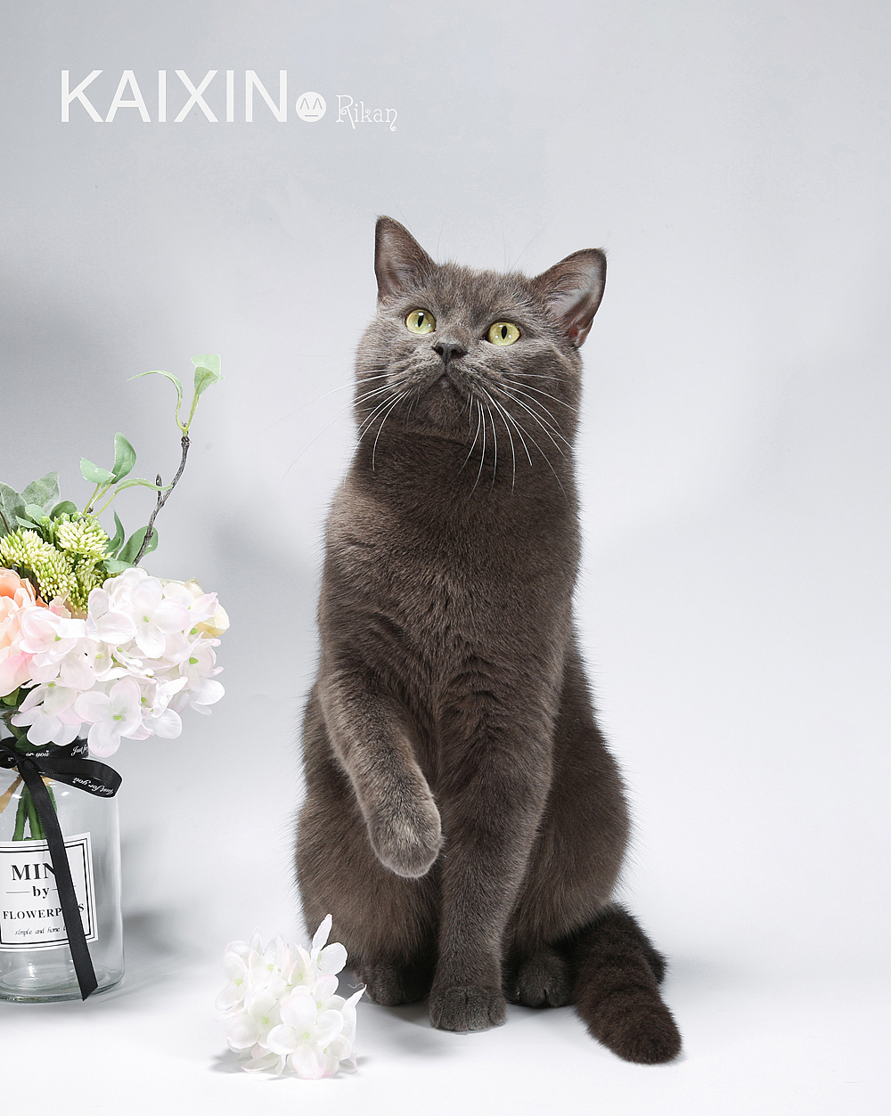 猫咪 宠物摄影 家有猫咪（图ZMTU2Njc1NDUy） - 宠物摄影 - 站酷设计师花田里的喵星人原创素材 - 站酷ZCOOL