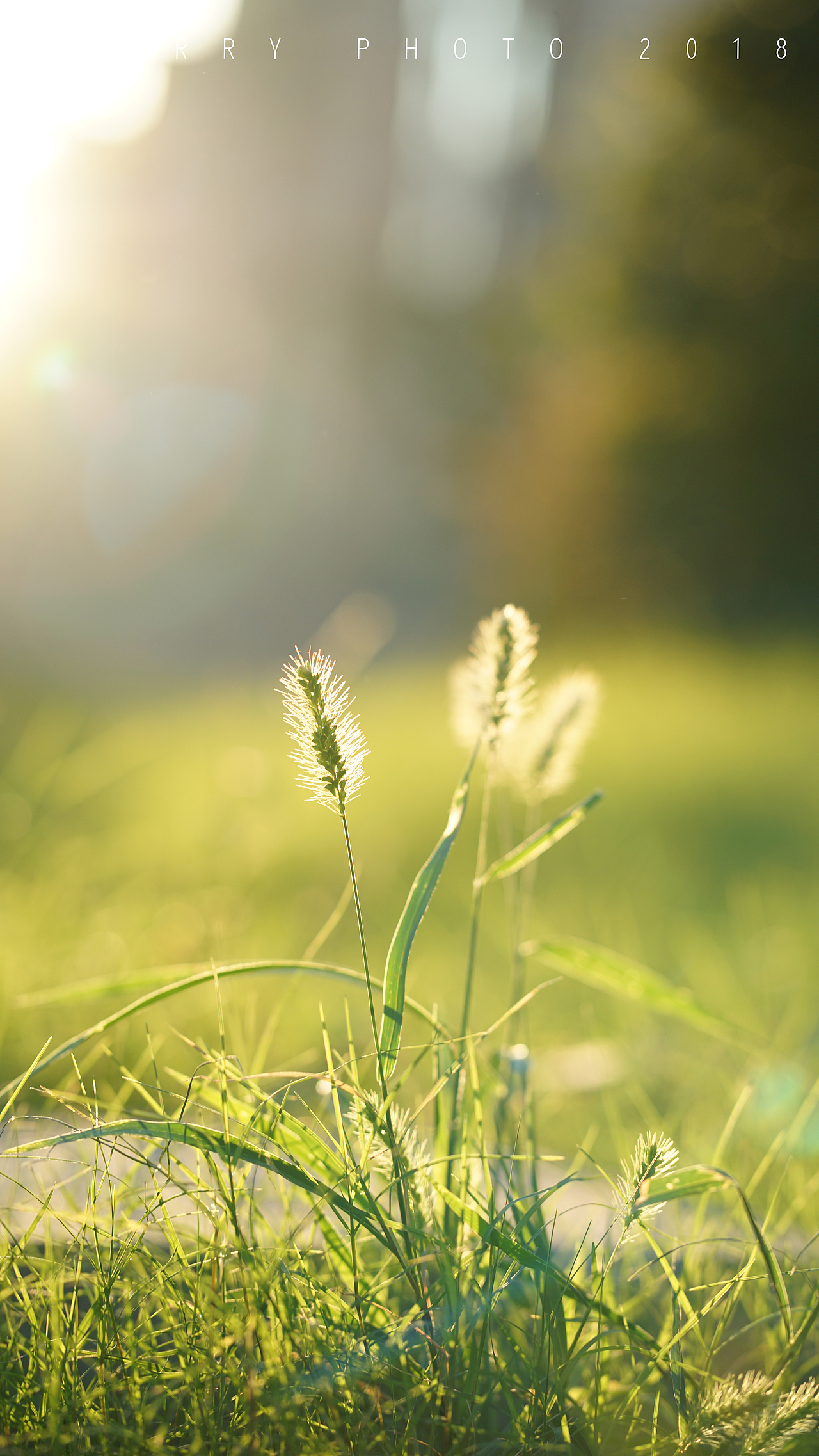 秋日，不负阳光（图ZMTMxMDkyNjU2） - 产品摄影 - 站酷设计师车厘子姑娘原创素材 - 站酷ZCOOL